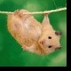 用户名：leo***