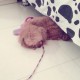 用户名：Ant***